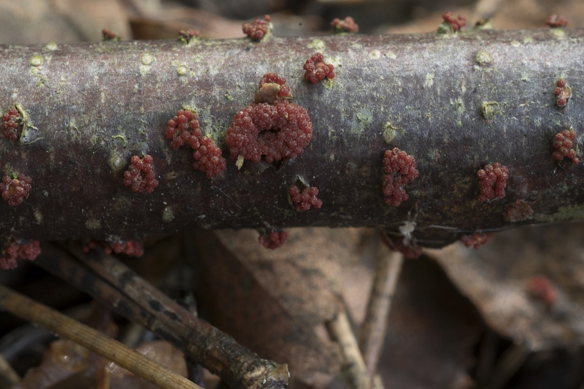 Nectria Cinnabarina Coral Spot